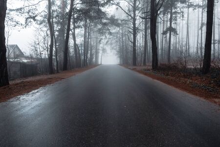asphalt road in a misty forest with tall pine trees aroundの写真素材