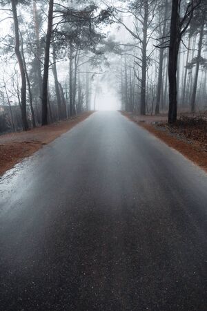 asphalt road in a misty forest with tall pine trees aroundの写真素材