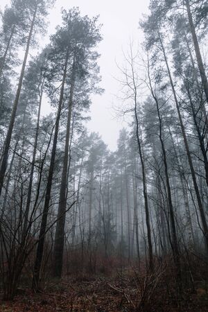tops of pines around in the woods against the grey sky on a misty dayの写真素材