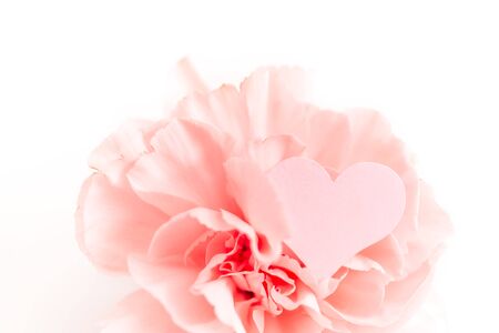 Three pink carnations isolated on white background with heart symbol of love, minimalismの写真素材