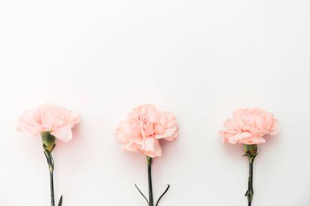 Three pink carnations isolated on white background, minimalismの写真素材
