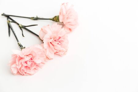 Three pink carnations isolated on white background, minimalismの写真素材