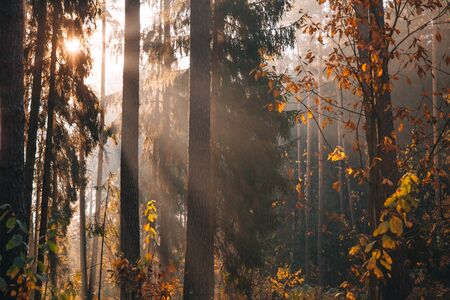 Landscape of deciduous forest on a foggy September morning.
