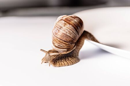 one big garden snails crawls out of a plate isolated on white backgroundの写真素材