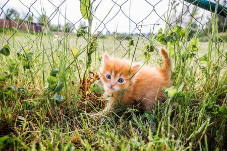 Little red kitten with blue eyes walks in green grass in summer dayの写真素材