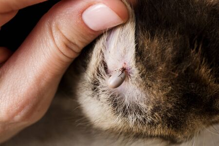 Found a large tick drinking blood on the little kitten's ear, dangerous infectious insect, close up