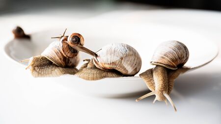 Large and small garden snails move on a white plate slowly moving in a chaotic manner.