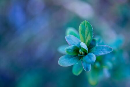 The branch of the plant with the new spreading leaves is tinted in blue shades, the true beauty of nature, close-up photoの写真素材