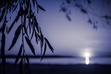 View of the night moon light over the lake through the branches of the will. Magic wallpaper. Restoring health, rest on a moral level, relieving psychological stress. The harmony of nature. Music of the Heart.の写真素材