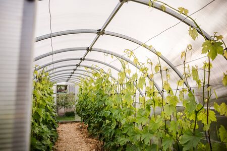 Grape trees grow in a greenhouse. Agricultural cultivation of cultivated plants in protected conditions. Household grape growing farm for making homemade wine.の写真素材
