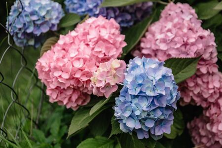 Purple Hydrangea macrophylla flower in a garden. A lush bush adorns the garden with its beautiful flowers bud. Close-up.の写真素材