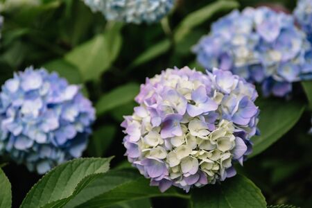Blue hydrangea macrophylla flower in a garden. A lush bush adorns the garden with its beautiful...