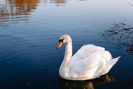 A magnificent white adult swan with a red beak and white plumage swims in clear river water in a...