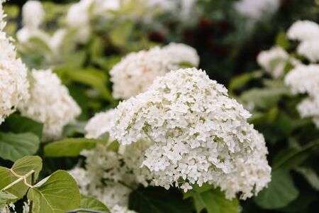 A large blooming white hydrangea. Decorating element in landscape design. Used in wedding decor and...