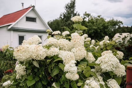 A large bush of blooming white hydrangea. Decorating element in landscape design. Used in wedding decor and bouquet. A lot of.の写真素材