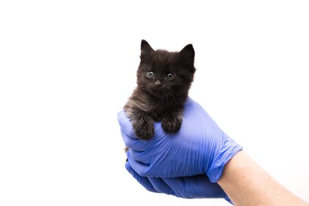 Checkup and treatment of Kitten by a doctor at a vet clinic isolated on white background, vaccination of pets.の写真素材