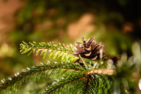 A fir-tree branch with a brown cone. Postcard as a symbol of the new year and the spirit of...