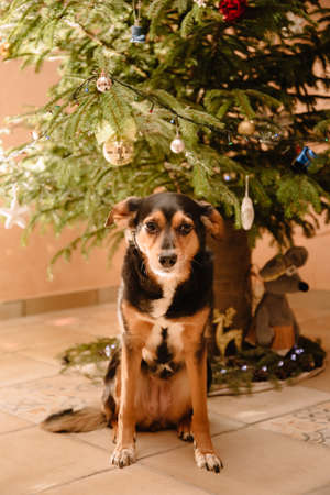 A dog of the Transylvanian breed sits near a decorated Christmas tree. The animal is waiting for the holiday. A beloved pet is waiting for love, care and affection. Good New Year spirit and mood. Postcard.の写真素材