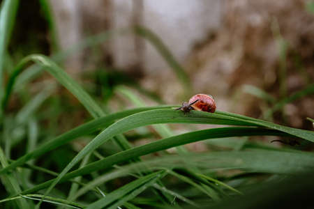 A small brown snail is crawling on wet grass with dew drops. Morning freshness. Wild nature. Farmer breeding of edible snails. Close-up.の写真素材