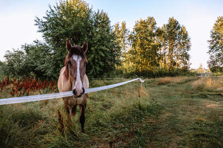 A portrait of a bay horse looks full-face against a landscape background. A well-groomed thoroughbred animal rests and eats in its natural habitat on a fenced area farm pasture in the early morning.の写真素材
