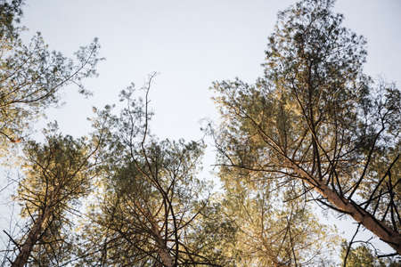 pine tree tops shot from bottom up on sunny summer day in the forest