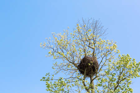 Big, heavy and rich bird's nest in the branches of deciduous tree on the blue sky background. Hello new life, spring and summer. Have a place for text.の写真素材