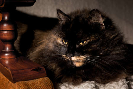 A cat with yellow eyes watches the prey on a hunt. The demonic view of the animal. Night time.の写真素材