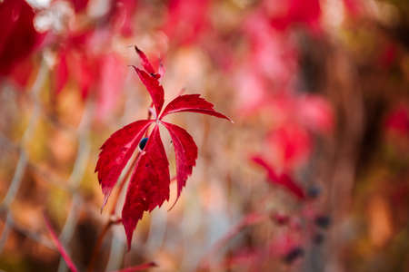 Beautiful solid bright red-green natural background is presented in the form of wild grapes. Leaves...