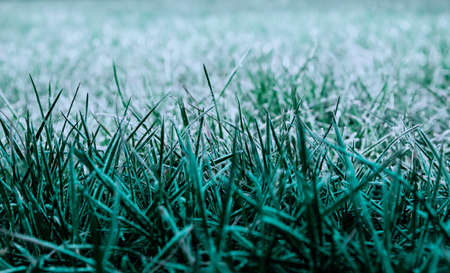 Morning dew froze on a green grassy lawn and turned it into a white veil in the rays of sunlightの写真素材