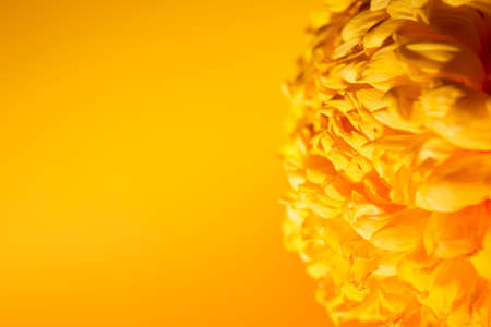 Bright petals of chrysanthemum close-up on a yellow background with copy space. Macro shot of a flower in a minimalist style. Golden wallpaper. Delicious plant aroma.の写真素材
