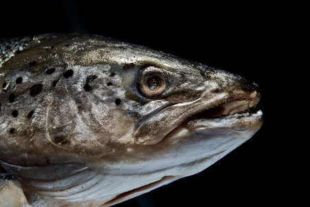 Fresh salmon head close-up isolated on black background. The main ingredient in the preparation of...