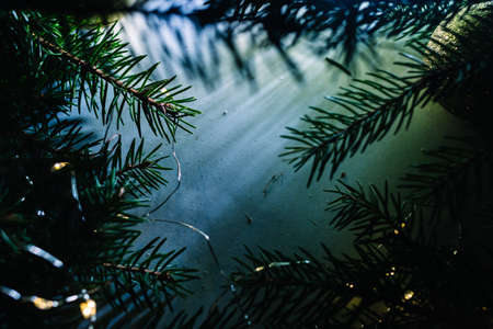 Fir tree branches on white background in blue and tidewater color light. Copy space. Top view. Close-up. Wallpaper. Magic advertisement backdrop. Christmas card. New year decor market or shop or fair.の写真素材