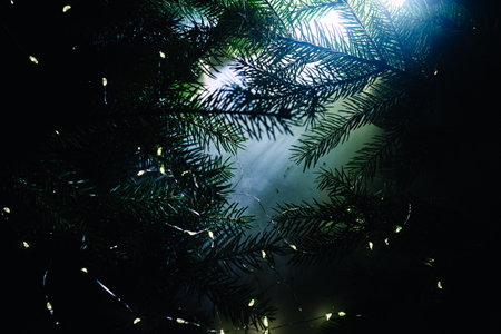 Fir tree branches on white background in blue and tidewater color light. Copy space. Top view....