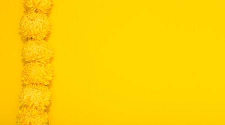 Bright petals of chrysanthemum on a yellow background with copy space. Banner frame with lush flowers in a minimalist style. Golden wallpaper.の写真素材