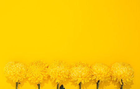 Buds of chrysanthemum on a yellow background with copy space. Banner frame with lush flowers in a minimalist style. Golden wallpaper. Delicious aroma.の写真素材