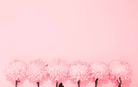 Buds of chrysanthemum on a pink background with copy space. Banner frame with lush flowers in a minimalist style. Golden wallpaper. Delicious aroma. Hello spring, summer time. Holiday business card.の写真素材
