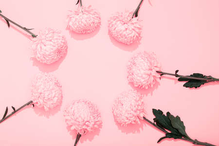 Seven bright lush bud of chrysanthemum on pink background with copy space. Banner with flower shop in minimalist style. Golden wallpaper. Delicious aroma. Round shape frame. Holiday card. Close-up.の写真素材