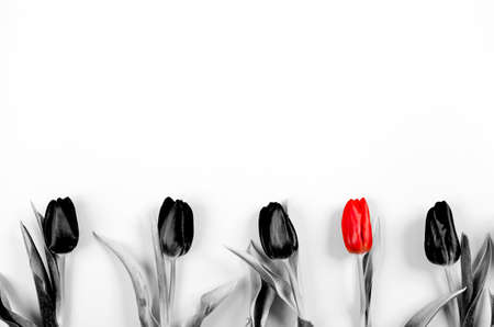 Several black and one red tulips are lined up in a row on white paper background with copy space, text place. Banner for advertising flower shop. Layout for holiday card. Five. Gift certificate.の写真素材