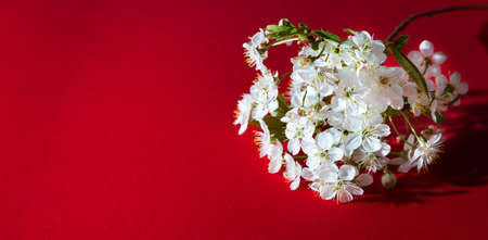 White sprig of blooming cherry on a red background. Banner on the theme of spring holidays with copy space. Backdrop for billboard. Light romantic and sophisticated aroma. Hello spring. Business card.の写真素材