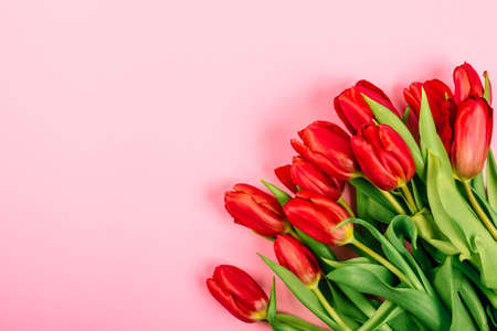 Banner with lush red tulip bouquet on pink background with copy space, text place. Layout for flower shop advertising. Happy Valentine Day card. Fall in love. Minimalism. Beautiful gift certificate.の写真素材