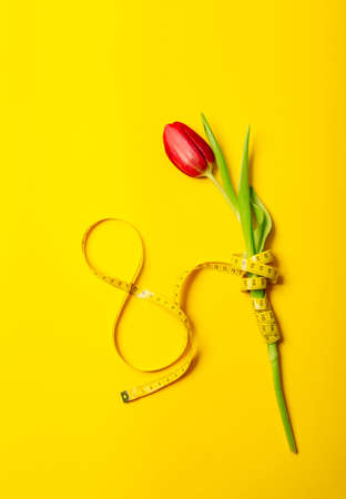 Vertical postcard with one red tulip and number eight on a yellow background. International woman day March 8. Mother Day May 8. Gift certificate. Mockup. Greeting card. Fitness and slimming concept.の写真素材