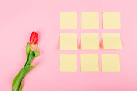 Red tulip and many clean stickers on pink background with copy space. Tear-off paper for note, reminder or quick memo message, idea thoughts organizer. Mockup concept to business holiday of woman day.の写真素材