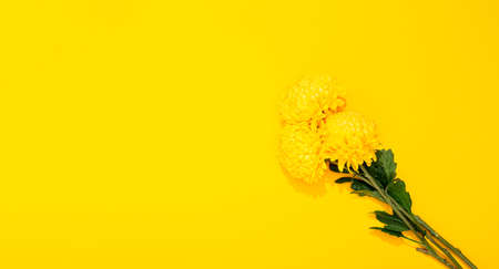 Chrysanthemum flowers on yellow background with copy space. Banner frame with modest bouquet in a...