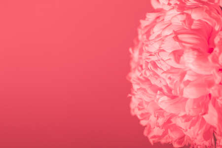 Banner with lush close-up chrysanthemum on pink background with copy space, empty text place. Flower shop advertising layout. Happy Valentine Day card. Minimalism. Beautiful gift certificate. Mockup.の写真素材