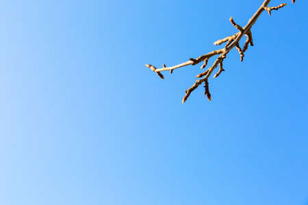 Tree branches without leaves close-up against a bright blue sky on a sunny spring day. Natural minimalist background. Banner with copy space. Spraying or pruning gardening service. Planting seedlings.の写真素材
