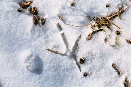 One big bird footprint on the white snow and other animals. A heron track on the ice near the river. Orgithological observation of wildlife. Winter time and clear weather. Close-up.の写真素材