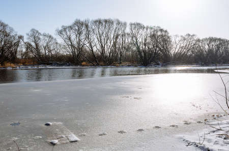 The end of winter and the early spring. Melting ice on the river. Path from the footprints of an animal or bird. Sunny day. Nature landscape. Environmental protection. Fishing and outdoor activities.の写真素材