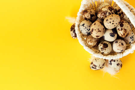 Yellow background with white straw basket full of quail eggs. Copy space. Empty place for text. Mockup design of Easter holiday. Handmade decoration. Healthy food product. Summer mood color. Top view.の写真素材
