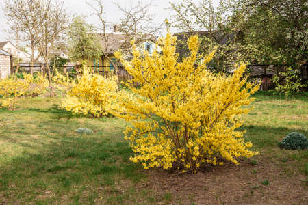 Forsythia bush in park. Early spring. Bright yellow gardening plant. Landscape design. Green lawn. Well-kept beautiful blossom garden. Easter time season. Springtime bloom. Natural yard decoration.の写真素材