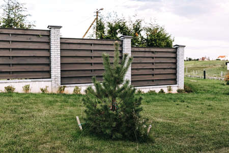 Horizontal sections of brown wooden boards fence and white brick pillars. Live plantings. Green pine and lawn. Territory landscaping design. Capital fencing. Production of fence for a country house.の写真素材